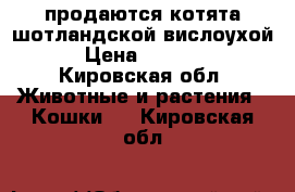 продаются котята шотландской вислоухой › Цена ­ 3 000 - Кировская обл. Животные и растения » Кошки   . Кировская обл.